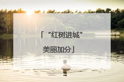 “红树进城” 美丽加分