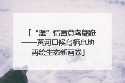 “湿”情画意鸟翩跹——黄河口候鸟栖息地再绘生态新画卷