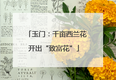玉门：千亩西兰花开出“致富花”