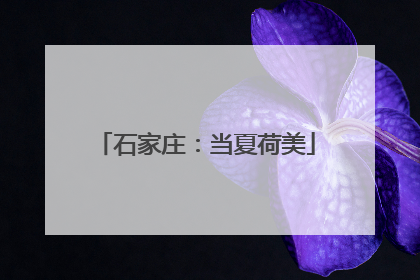 石家庄：当夏荷美