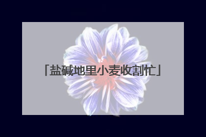 盐碱地里小麦收割忙