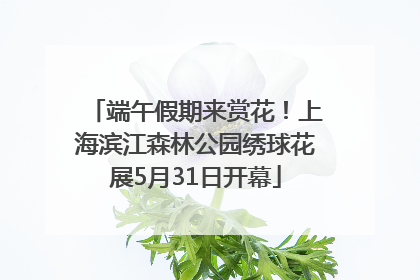 端午假期来赏花！上海滨江森林公园绣球花展5月31日开幕