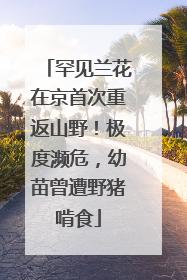 罕见兰花在京首次重返山野！极度濒危，幼苗曾遭野猪啃食