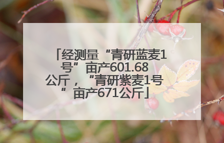 经测量“青研蓝麦1号”亩产601.68公斤，“青研紫麦1号”亩产671公斤