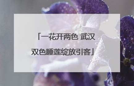 一花开两色 武汉双色睡莲绽放引客