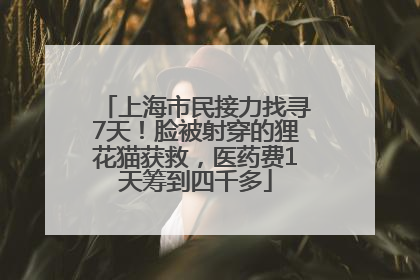 上海市民接力找寻7天！脸被射穿的狸花猫获救，医药费1天筹到四千多