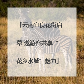 云南宜良花街启幕 邀游客共享“花乡水城”魅力