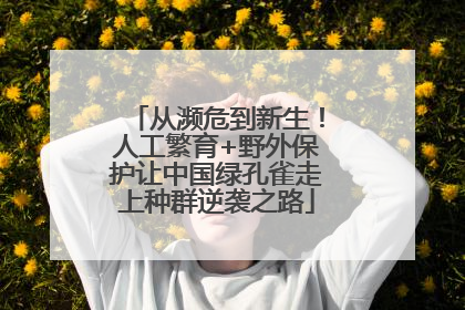 从濒危到新生！人工繁育+野外保护让中国绿孔雀走上种群逆袭之路