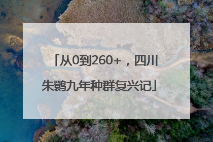 从0到260+，四川朱鹮九年种群复兴记
