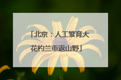 北京：人工繁育大花杓兰重返山野