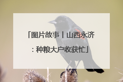 图片故事丨山西永济：种粮大户收获忙
