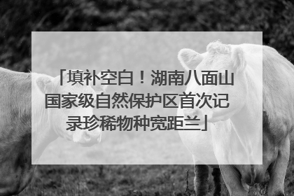 填补空白！湖南八面山国家级自然保护区首次记录珍稀物种宽距兰