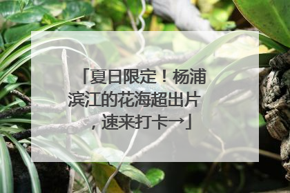 夏日限定！杨浦滨江的花海超出片，速来打卡→