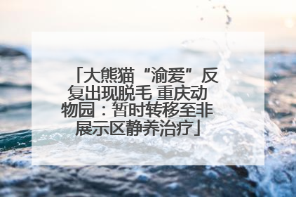 大熊猫“渝爱”反复出现脱毛 重庆动物园：暂时转移至非展示区静养治疗