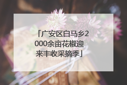 广安区白马乡2000余亩花椒迎来丰收采摘季