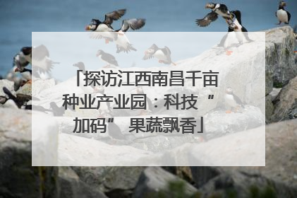 探访江西南昌千亩种业产业园：科技“加码” 果蔬飘香