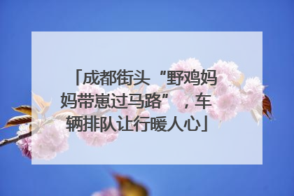 成都街头“野鸡妈妈带崽过马路”，车辆排队让行暖人心