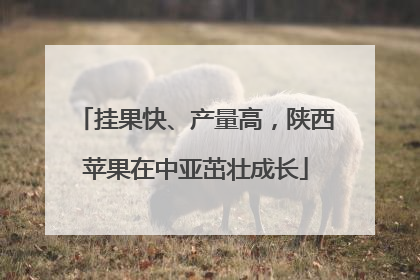挂果快、产量高，陕西苹果在中亚茁壮成长