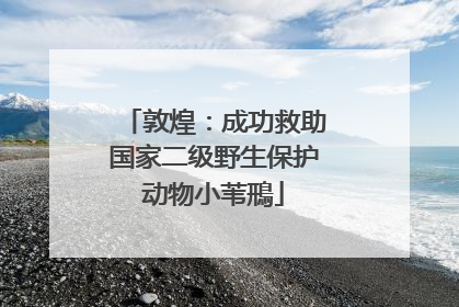 敦煌：成功救助国家二级野生保护动物小苇鳽