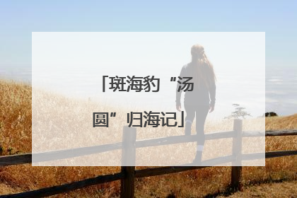 斑海豹“汤圆”归海记