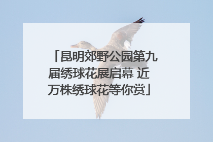 昆明郊野公园第九届绣球花展启幕 近万株绣球花等你赏