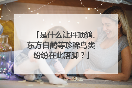 是什么让丹顶鹤、东方白鹳等珍稀鸟类纷纷在此落脚？