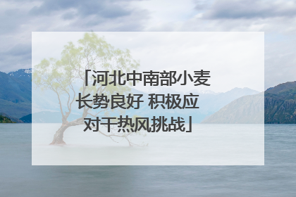 河北中南部小麦长势良好 积极应对干热风挑战