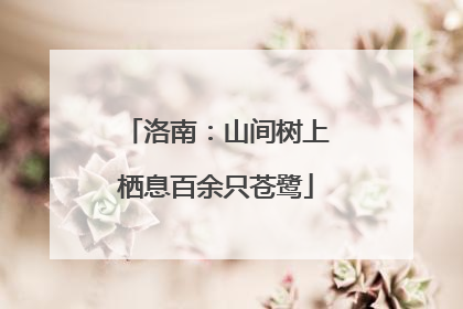 洛南：山间树上栖息百余只苍鹭
