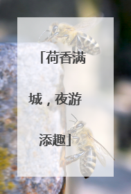 荷香满城，夜游添趣