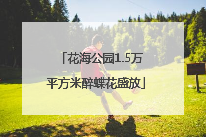 花海公园1.5万平方米醉蝶花盛放