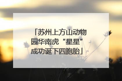 苏州上方山动物园华南虎“星星”成功诞下四胞胎