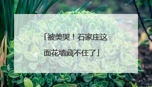 被美哭！石家庄这面花墙藏不住了
