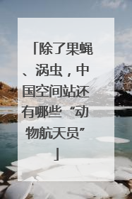 除了果蝇、涡虫，中国空间站还有哪些“动物航天员”