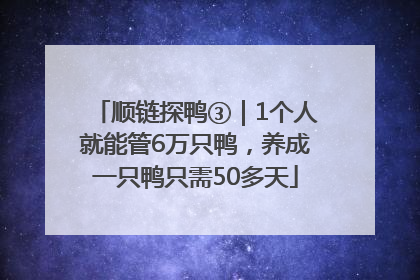 顺链探鸭③｜1个人就能管6万只鸭，养成一只鸭只需50多天
