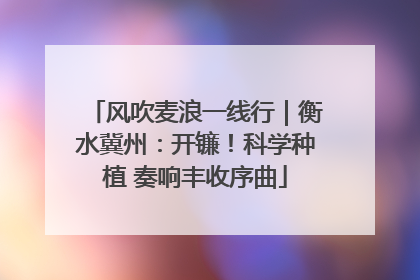 风吹麦浪一线行｜衡水冀州：开镰！科学种植 奏响丰收序曲