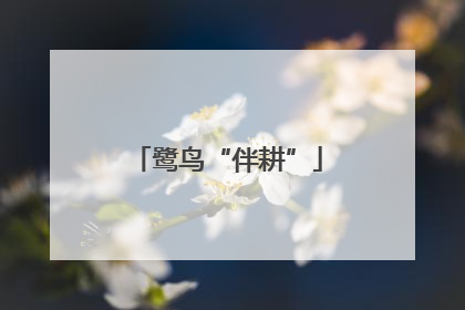 鹭鸟“伴耕”