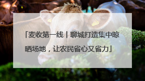麦收第一线丨聊城打造集中晾晒场地，让农民省心又省力
