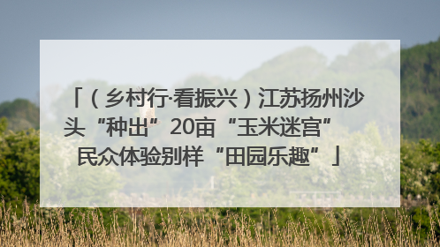 （乡村行·看振兴）江苏扬州沙头“种出”20亩“玉米迷宫” 民众体验别样“田园乐趣”