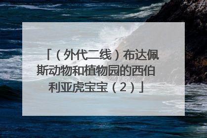 （外代二线）布达佩斯动物和植物园的西伯利亚虎宝宝（2）